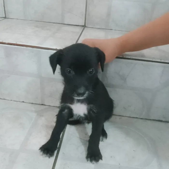 Cachorro raça SRD-ViraLata idade 2 a 6 meses nome Vitória