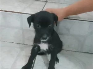 Cachorro raça SRD-ViraLata idade 2 a 6 meses nome Vitória
