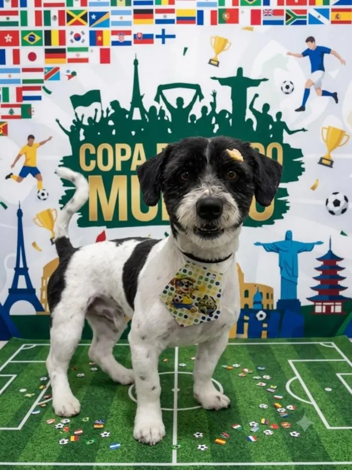 Cachorro raça SRD-ViraLata idade 2 anos nome Luffy