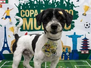 Cachorro raça SRD-ViraLata idade 2 anos nome Luffy