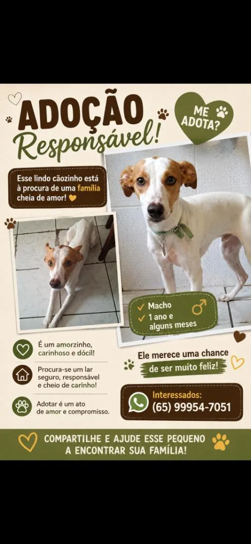 Cachorro raça SRD-ViraLata idade 1 ano nome Pimpolho ou Pirulito