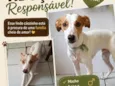 Pimpolho ou Pirulito