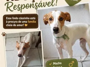 Cachorro raça SRD-ViraLata idade 1 ano nome Pimpolho ou Pirulito