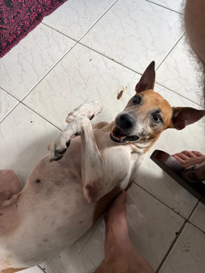 Cachorro raça SRD-ViraLata idade 6 ou mais anos nome Anakin