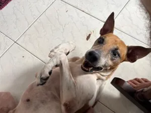 Cachorro raça SRD-ViraLata idade 6 ou mais anos nome Anakin