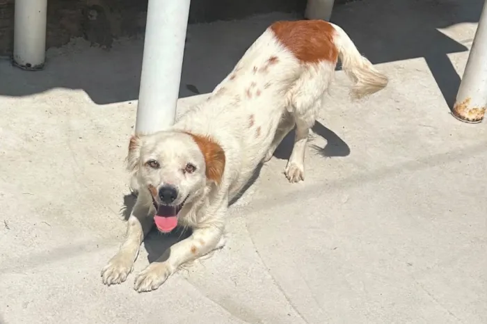 Cachorro raça SRD-ViraLata idade 2 a 6 meses nome Duck