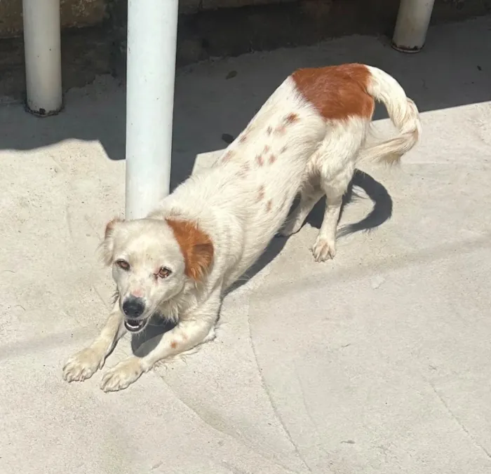 Cachorro raça SRD-ViraLata idade 2 a 6 meses nome Duck