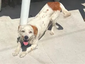 Cachorro raça SRD-ViraLata idade 2 a 6 meses nome Duck