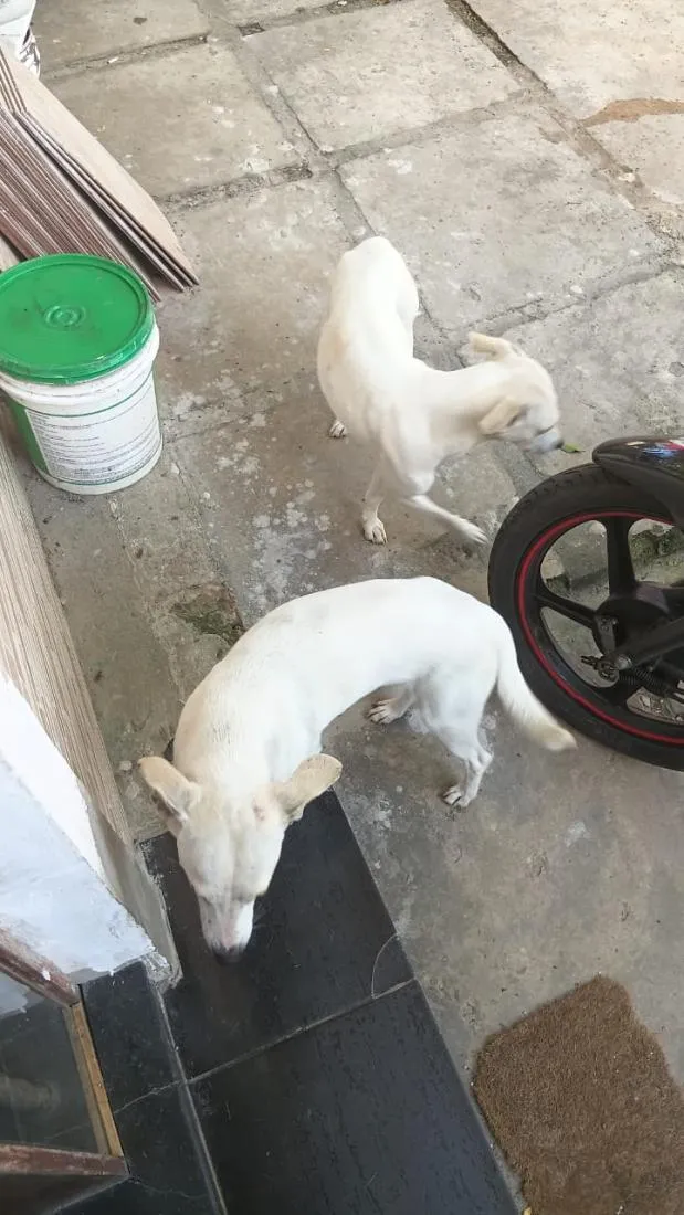 Cachorro raça SRD-ViraLata idade 1 ano nome nayara e diana 