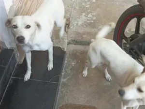Cachorro raça SRD-ViraLata idade 1 ano nome nayara e diana 