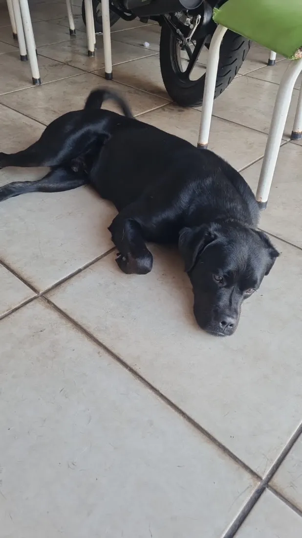 Cachorro raça SRD-ViraLata idade 5 anos nome Black