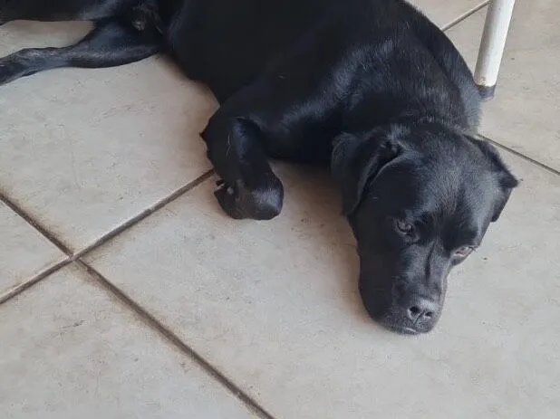 Cachorro raça SRD-ViraLata idade 5 anos nome Black