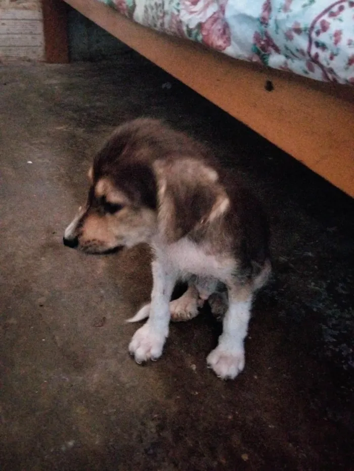 Cachorro raça SRD-ViraLata idade 2 a 6 meses nome sem nome