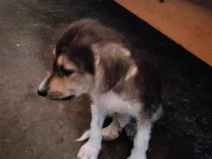 Cachorro raça SRD-ViraLata idade 2 a 6 meses nome sem nome