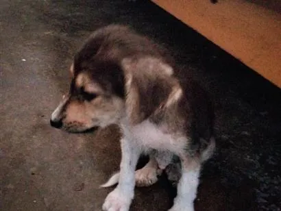 Cachorro raça SRD-ViraLata idade 2 a 6 meses nome sem nome