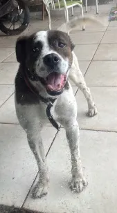 Cachorro raça SRD-ViraLata idade 5 anos nome Jack