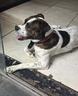 Cachorro raça SRD-ViraLata idade 5 anos nome Jack