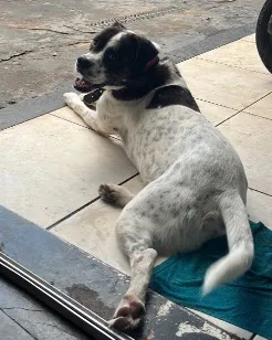 Cachorro raça SRD-ViraLata idade 5 anos nome Jack
