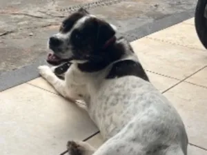 Cachorro raça SRD-ViraLata idade 5 anos nome Jack