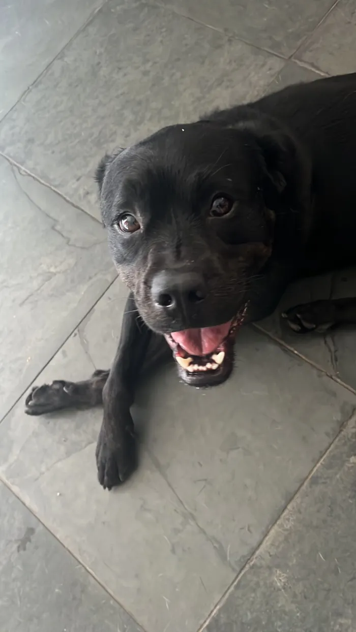 Cachorro raça SRD-ViraLata idade 5 anos nome Black