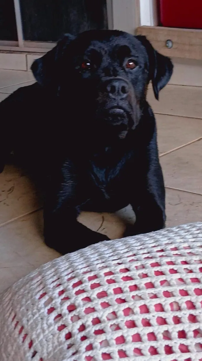 Cachorro raça SRD-ViraLata idade 5 anos nome Black
