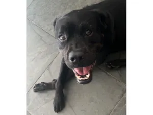 Cachorro raça SRD-ViraLata idade 5 anos nome Black