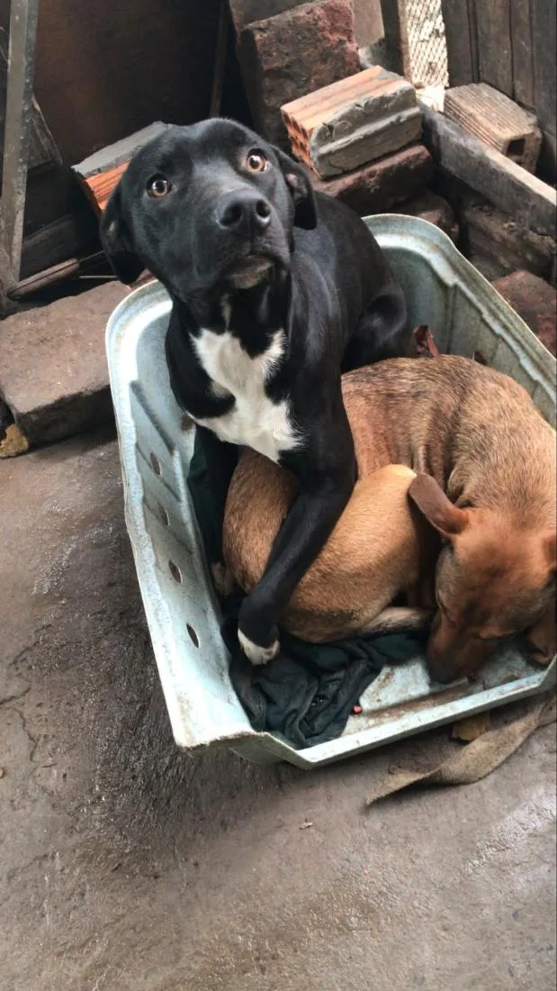 Cachorro raça SRD-ViraLata idade 7 a 11 meses nome quero doar dois cachorros a mel e o Thor 