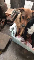 quero doar dois cachorros a mel e o Thor 
