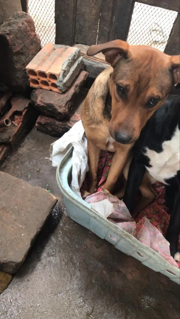 Cachorro raça SRD-ViraLata idade 7 a 11 meses nome quero doar dois cachorros a mel e o Thor 