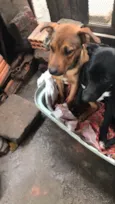 quero doar dois cachorros a mel e o Thor 