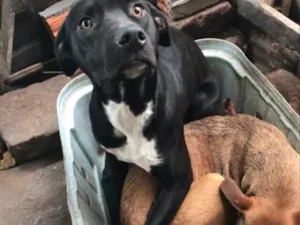 Cachorro raça SRD-ViraLata idade 7 a 11 meses nome quero doar dois cachorros a mel e o Thor 