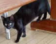 Gatinhos 