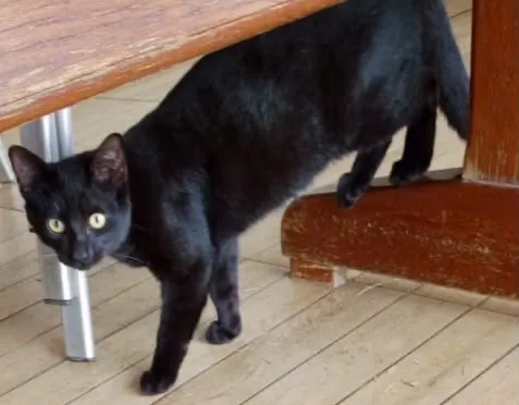 Gato raça SRD-ViraLata idade 2 a 6 meses nome Gatinhos 
