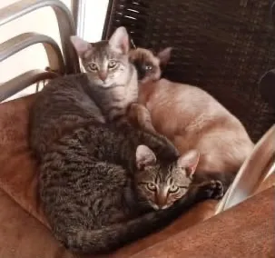 Gato raça SRD-ViraLata idade 2 a 6 meses nome Gatinhos 