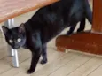 Gatinhos 