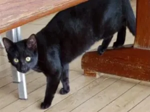 Gato raça SRD-ViraLata idade 2 a 6 meses nome Gatinhos 
