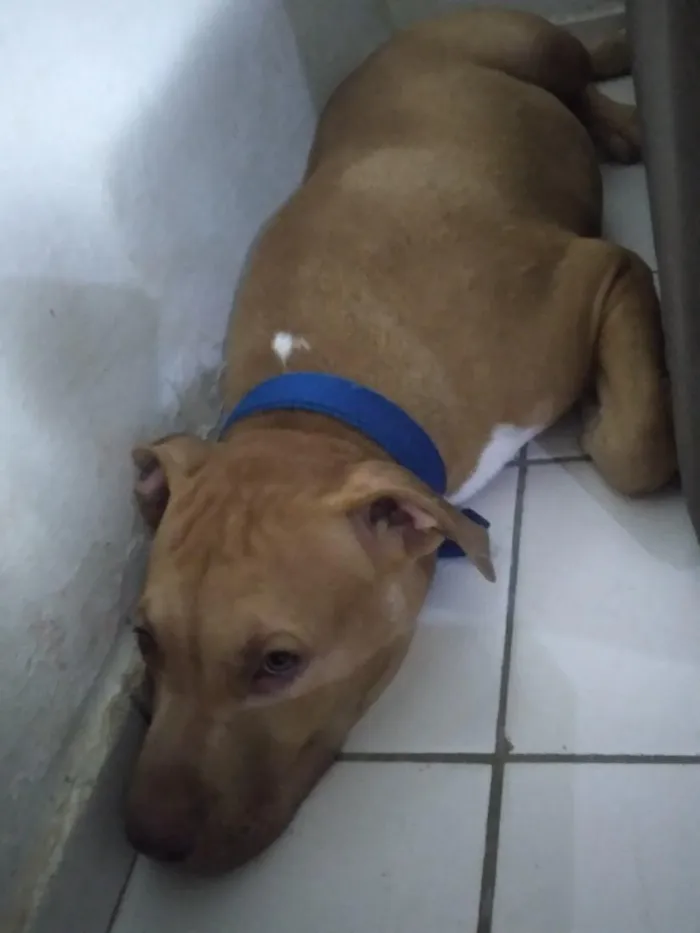 Cachorro raça Pit-Bull idade 1 ano nome Thor