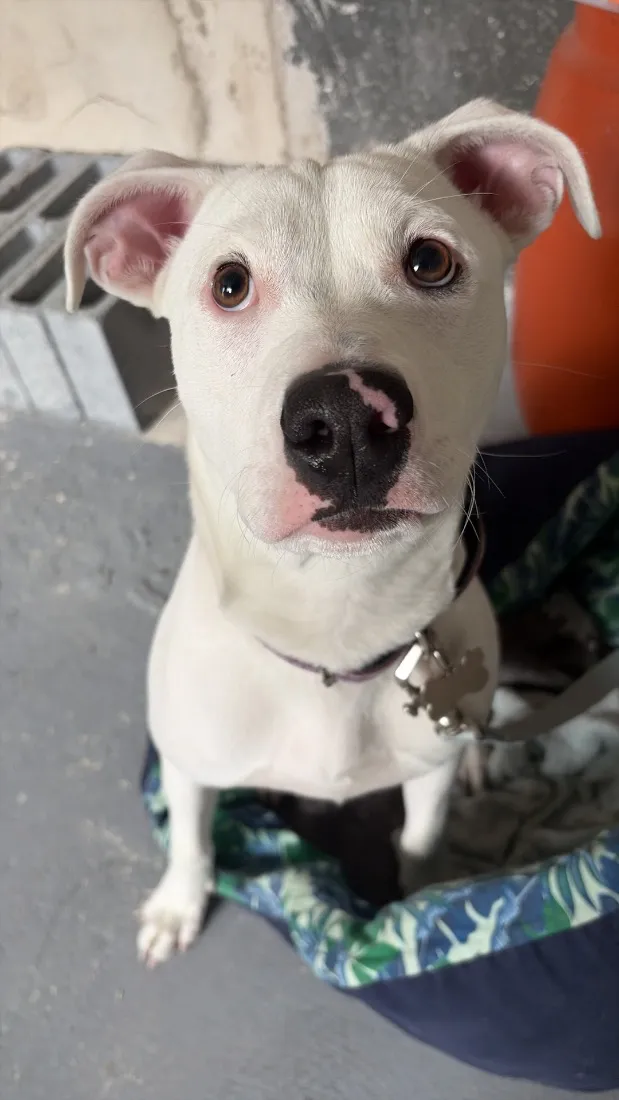Cachorro raça SRD-ViraLata idade 2 a 6 meses nome Veve 
