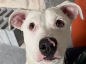 Cachorro raça SRD-ViraLata idade 2 a 6 meses nome Veve 
