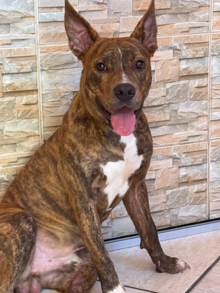Cachorro raça SRD-ViraLata idade 1 ano nome Kóda