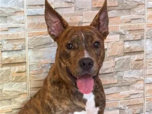 Cachorro raça SRD-ViraLata idade 1 ano nome Kóda