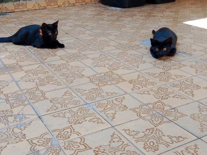 Gato raça SRD-ViraLata idade 2 a 6 meses nome sem nome 