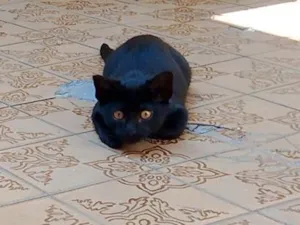 Gato raça SRD-ViraLata idade 2 a 6 meses nome sem nome 