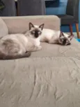 Bento e Cacau