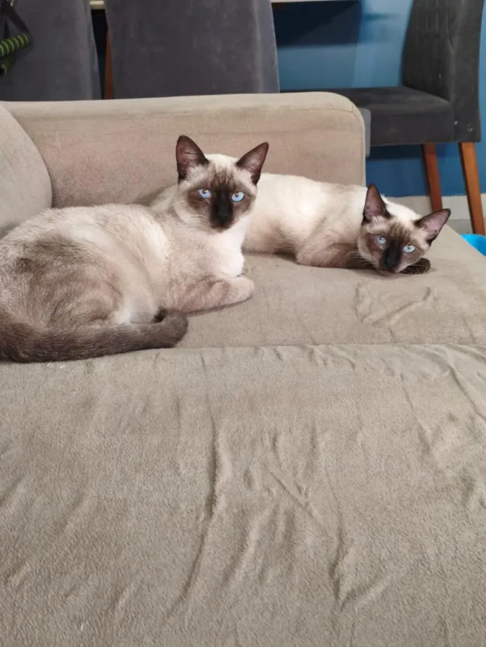 Gato raça Siamês idade 7 a 11 meses nome Bento e Cacau