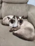 Bento e Cacau
