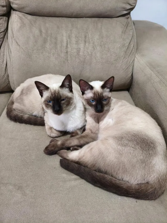 Gato raça Siamês idade 7 a 11 meses nome Bento e Cacau