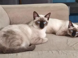 Gato raça Siamês idade 7 a 11 meses nome Bento e Cacau