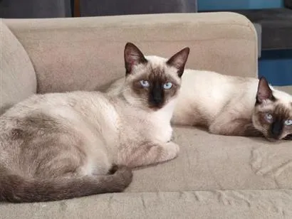 Gato raça Siamês idade 7 a 11 meses nome Bento e Cacau