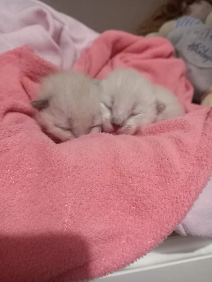 Gato raça SRD-ViraLata idade Abaixo de 2 meses nome Gatinhos
